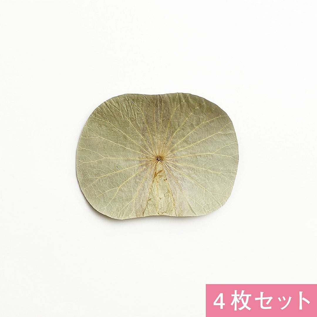 蓮の葉(4枚)
