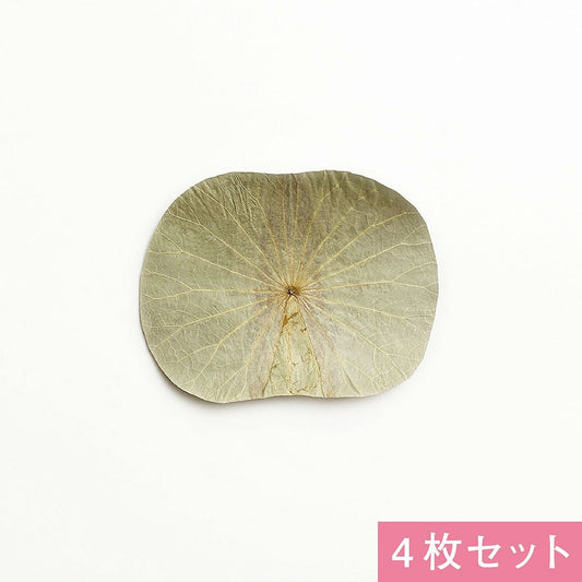 蓮の葉(4枚)