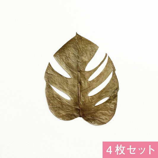 モンステラの葉(4枚)