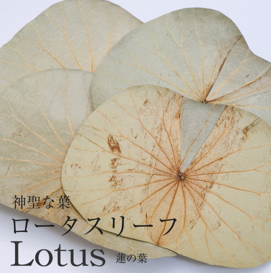 Botany Painting Correspondence Course 