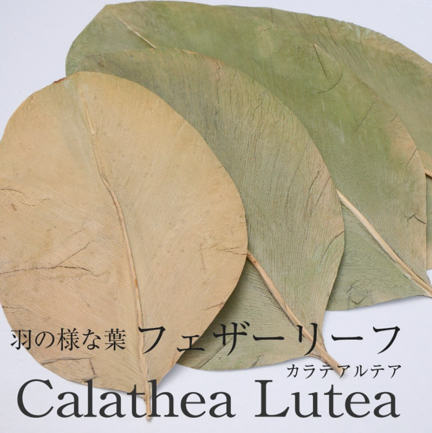 Botany Painting Correspondence Course 