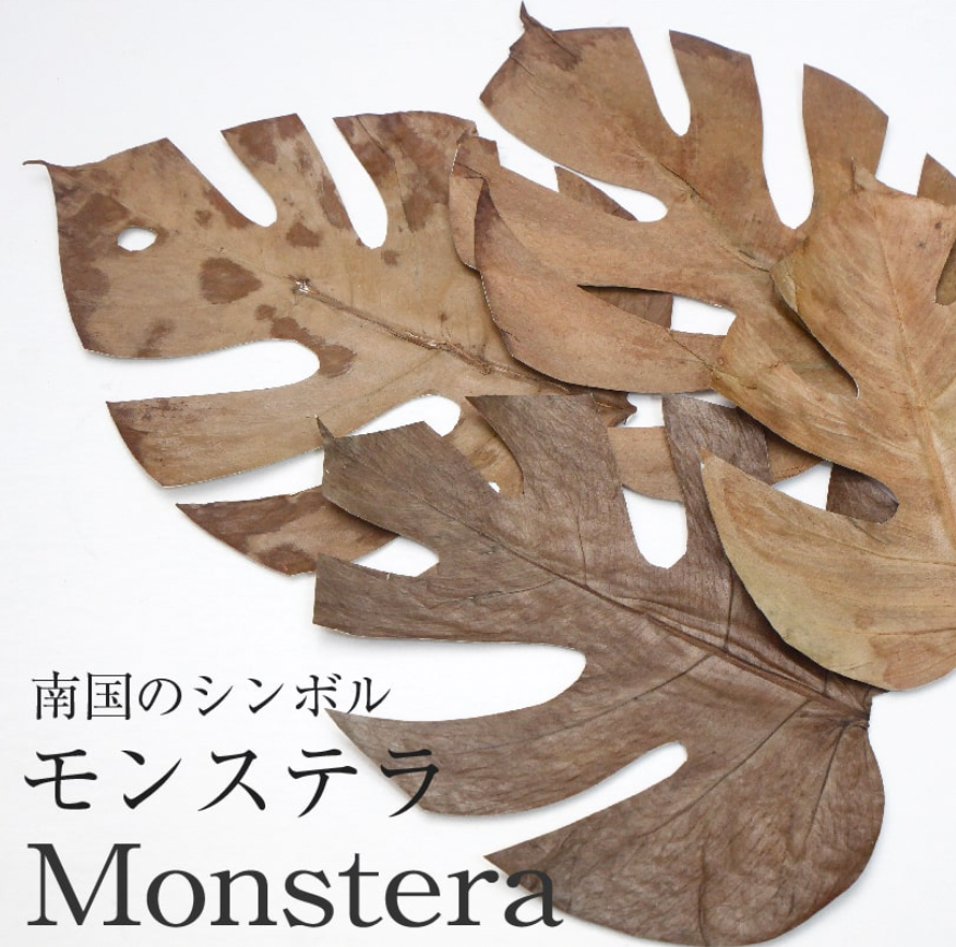 Botany Painting Correspondence Course 