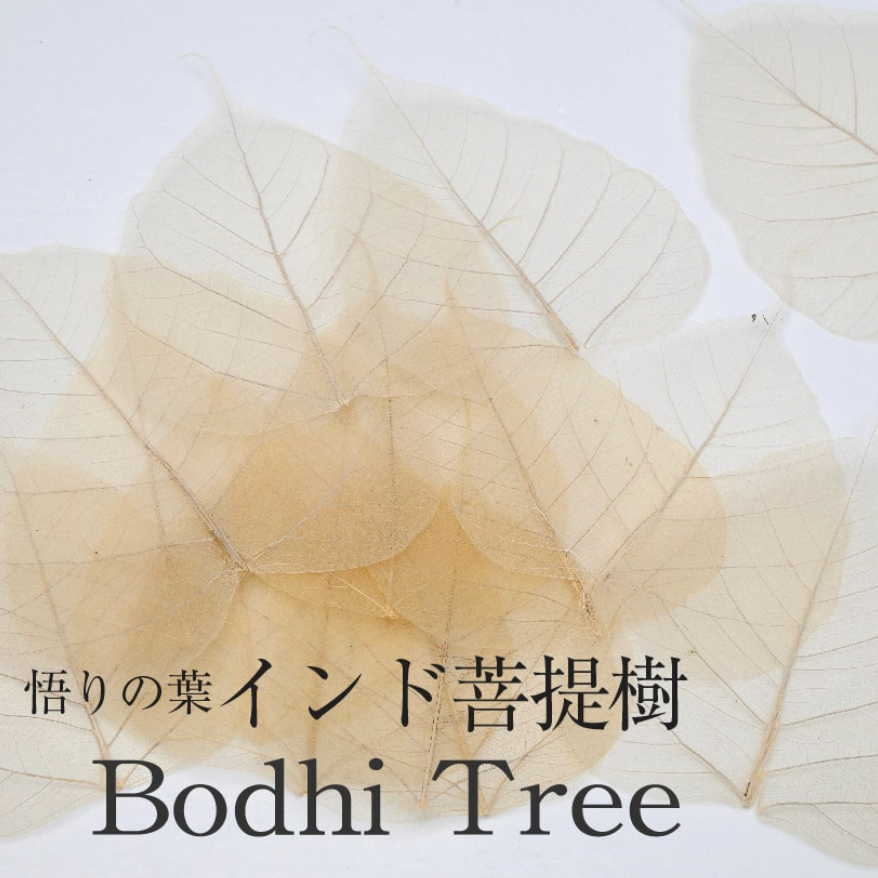 Botany Painting Correspondence Course 