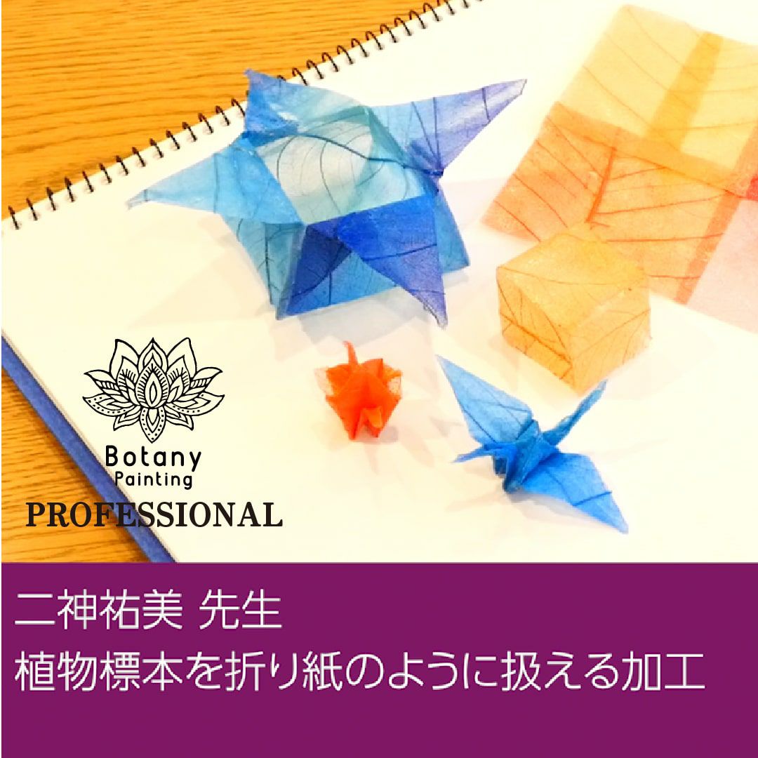 二神祐美先生　植物標本を折り紙のように扱える加工(12分程)