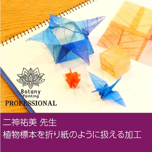 二神祐美先生　植物標本を折り紙のように扱える加工(12分程)