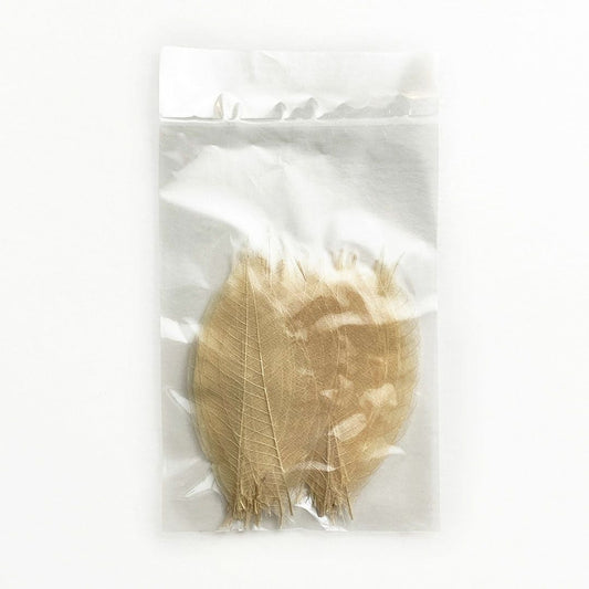 ゴムの木の葉 100枚
