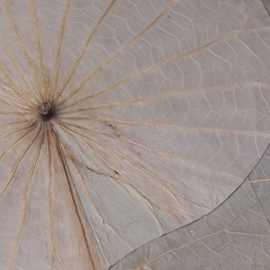 Self-reset, home, hobbies, botanical painting