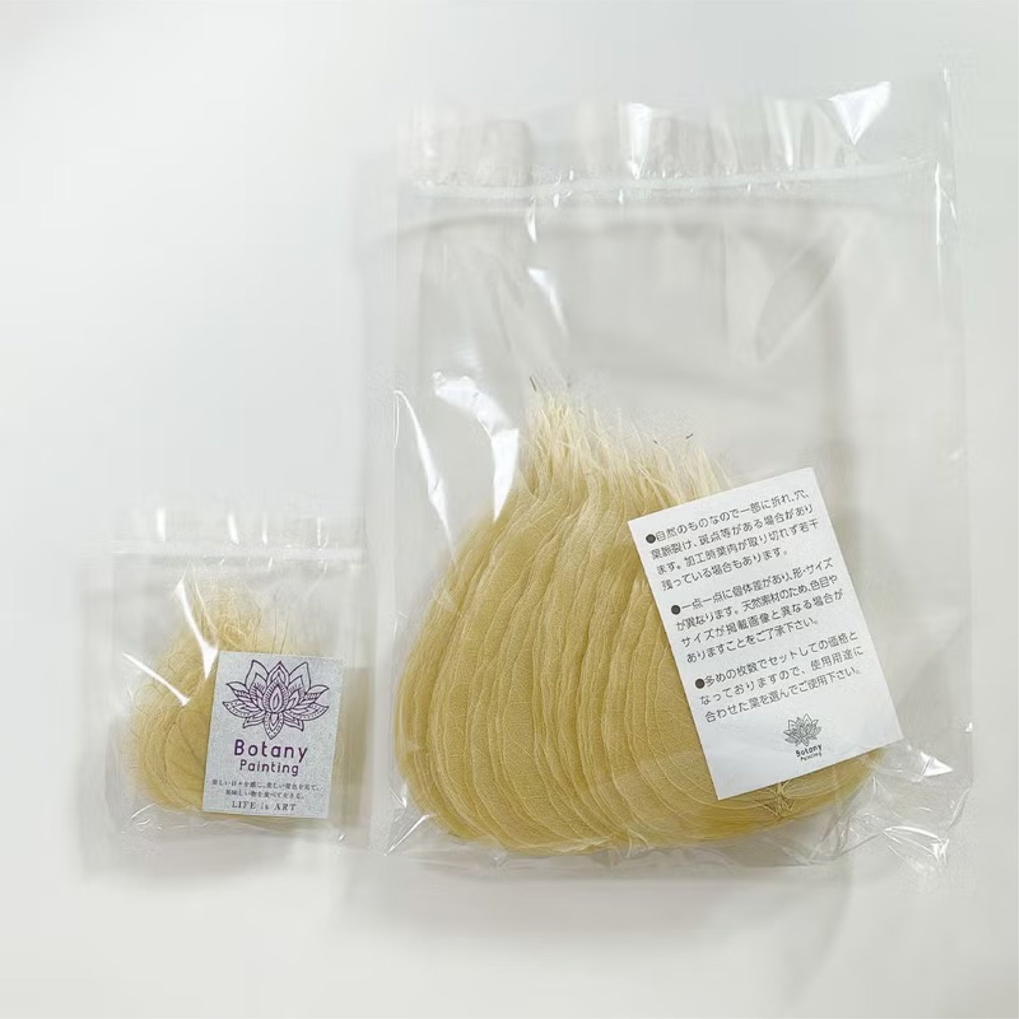 菩提樹(極小) 50枚