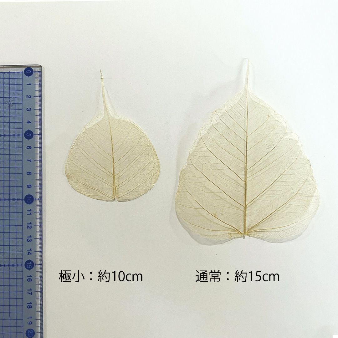 菩提樹(極小) 50枚